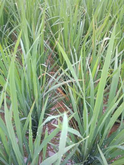 Iron Toxicity in Rice - Rice