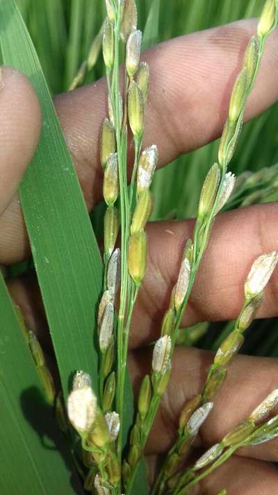 Bacterial Panicle Blight - Rice