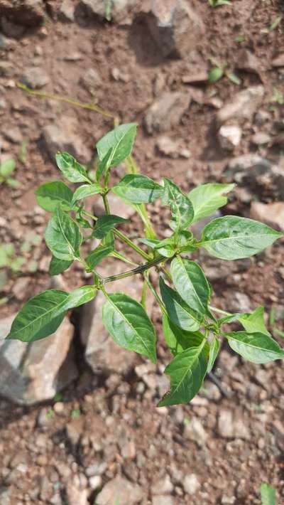 మిరపలో తామర పురుగులు - కాప్సికమ్ మరియు మిరప