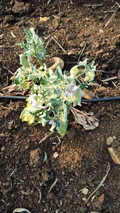 Foot and Collar Rot - Brinjal