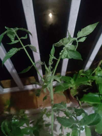 Leaf Curl in Tomato - Tomato