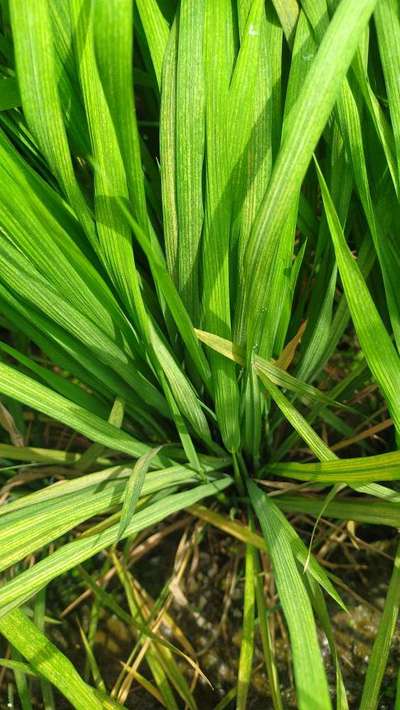 மாங்கனீசு பற்றாக்குறை - அரிசி