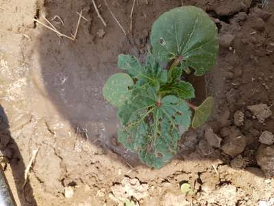 Flea Beetles - Okra