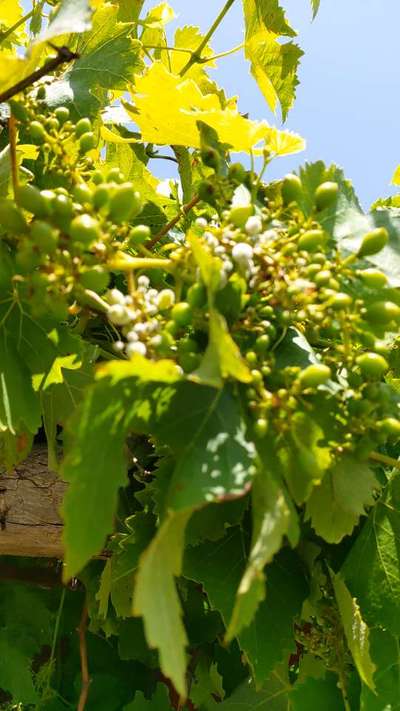 Oïdium de la Vigne - Vignes