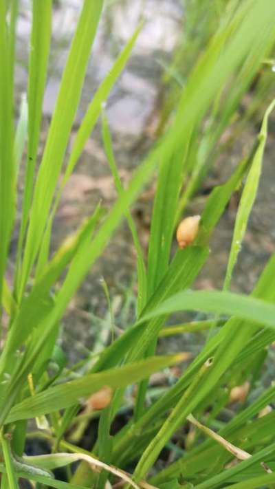 Slugs and Snails - Rice