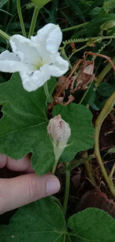 Botrytis Blight - Pumpkin