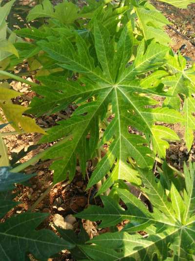 Nitrogen Deficiency - Papaya