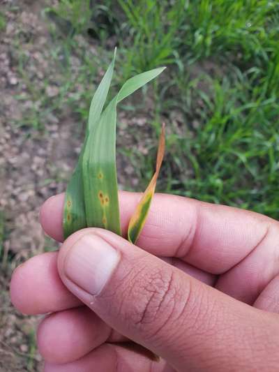 Potassium Deficiency - Wheat