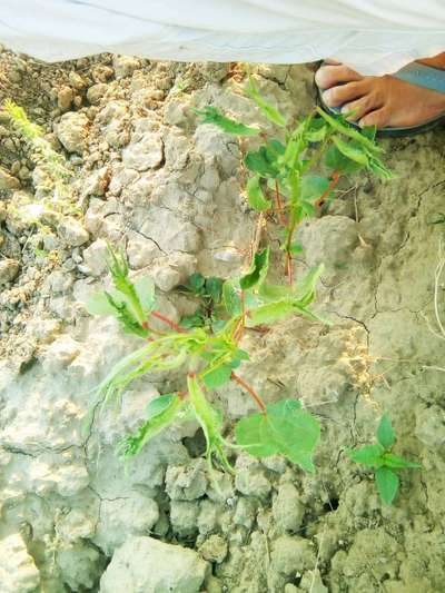 Leaf Miner Flies - Cotton