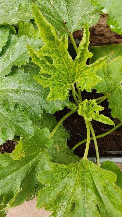 Cucumber Mosaic Virus - Zucchini