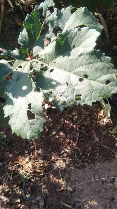 Flea Beetles - Okra