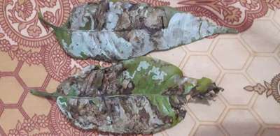 Leaf Miner Flies - Mango