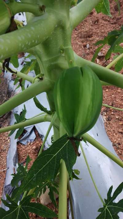 Boron Deficiency - Papaya