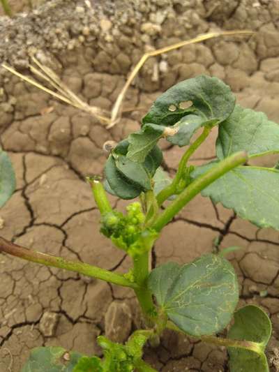 Black Cutworm - Okra