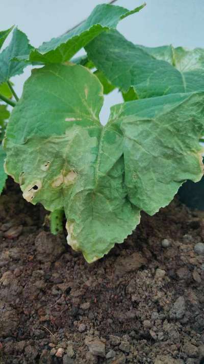 Leaf Blight of Cucurbits - Cucumber