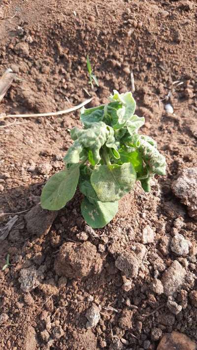 Papaya Leaf Curl Virus - Brinjal