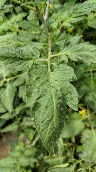 Aphids - Tomato