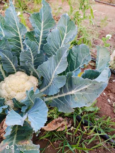 Black Citrus Aphid - Cabbage