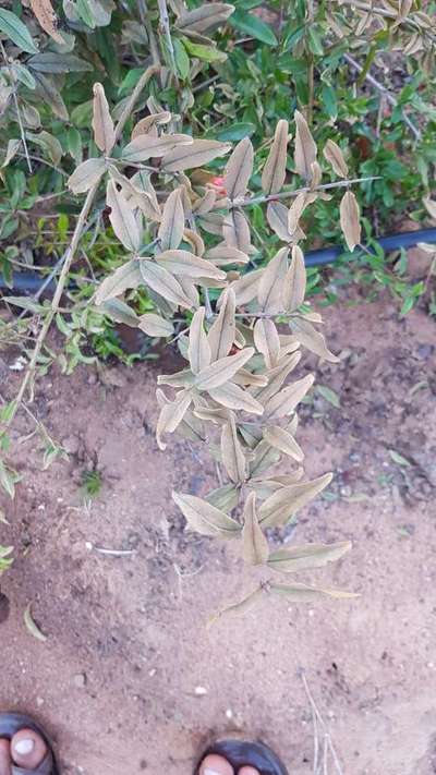 Pesticide Burn - Pomegranate