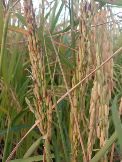 Bacterial Panicle Blight - Rice