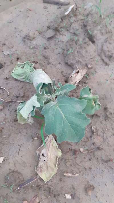 Bacterial Wilt - Brinjal