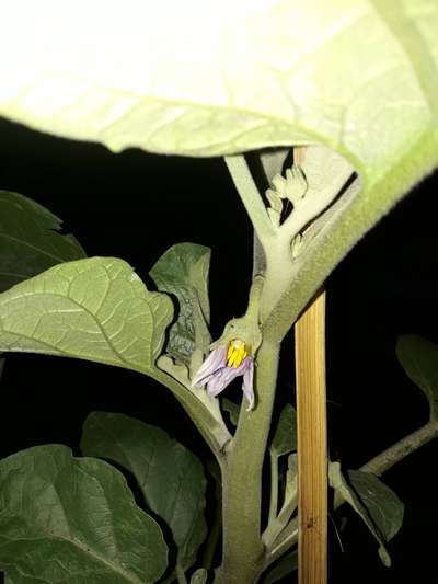 Verticillium Wilt - Brinjal