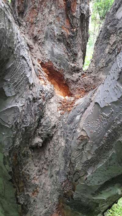 Fruit Tree Canker - Apple