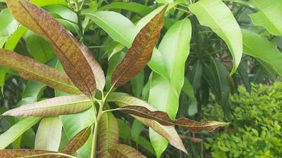 Mancha negra bacteriana del mango - Mango