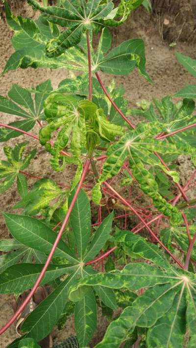 Cassava Mosaic Disease - കപ്പക്കിഴങ്ങ്