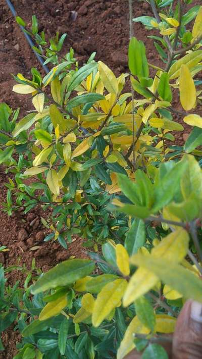 Nitrogen Deficiency - Pomegranate