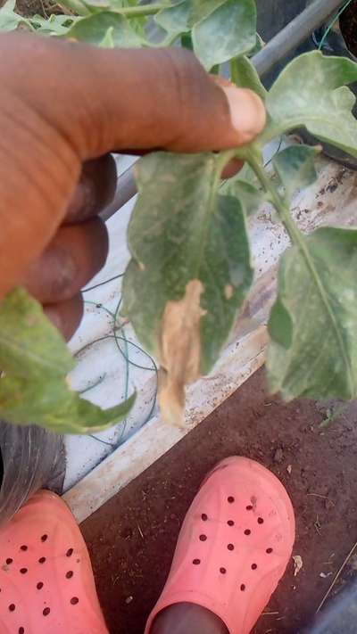 Leaf Blotch of Banana - Tomato