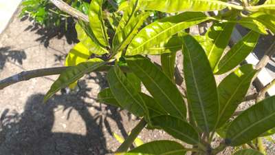 Calcium Deficiency - Mango