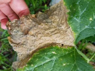 Downy Mildew of Cucurbits - Cucumber