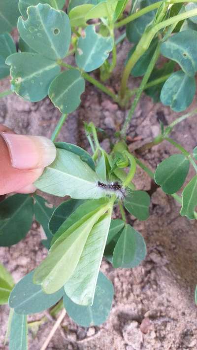 Hairy Caterpillars - Peanut