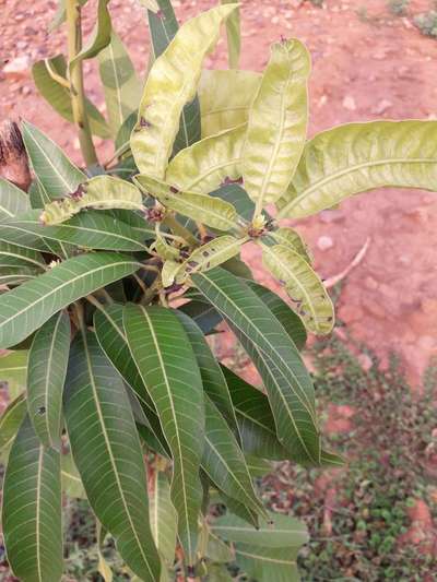 Boron Deficiency - Mango