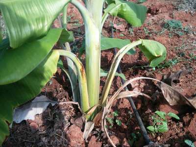 Bacterial Soft Rot of Banana - Banana