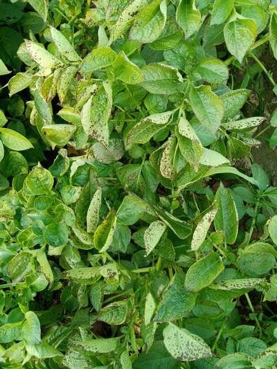 Septoria Leaf Spot - Potato