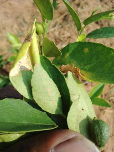 Leaf Spot of Citrus - Citrus