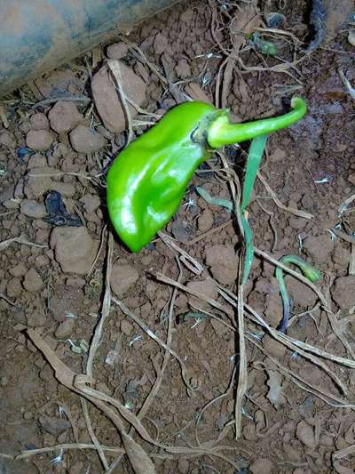 Mofo Cinzento - Pimentão e Pimenta