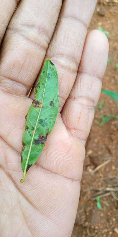 ದಾಳಿಂಬೆಯ ದಂಡಾಣು ಅಂಗಮಾರಿ ರೋಗ - ದಾಳಿಂಬೆ