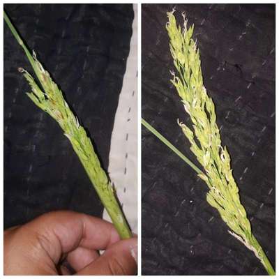 Bacterial Panicle Blight - Rice