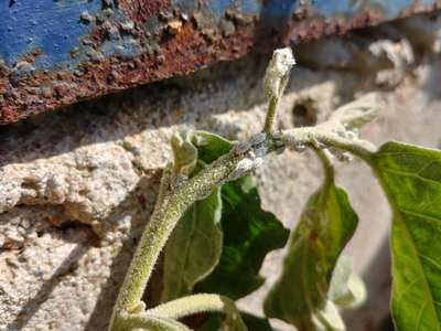 Mealybug - Brinjal