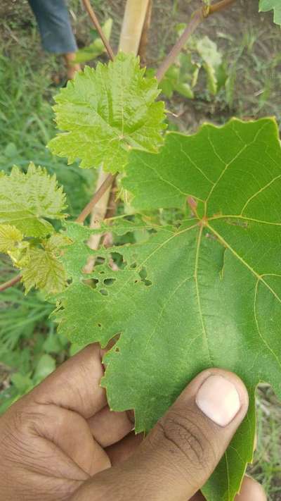 Tobacco Caterpillar - Grape