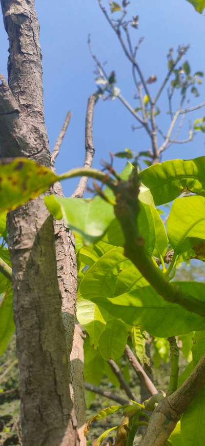 Mango Shoot Borer - Mango