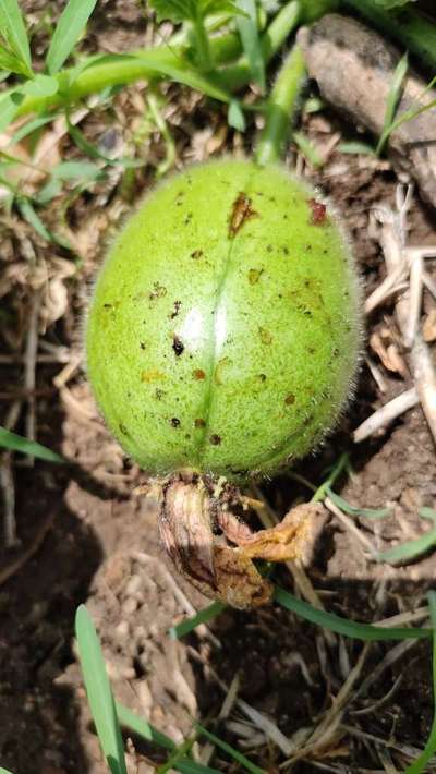 Melon Fruit Fly - Cotton