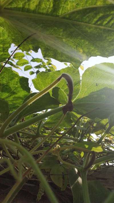 Calcium Deficiency - Cucumber