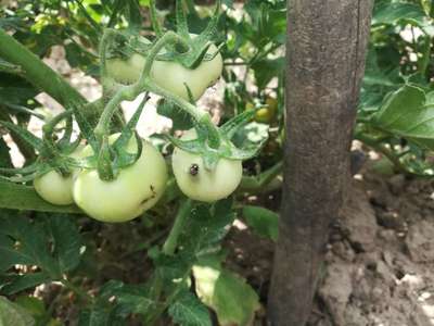 Helicoverpa Caterpillar - Tomato