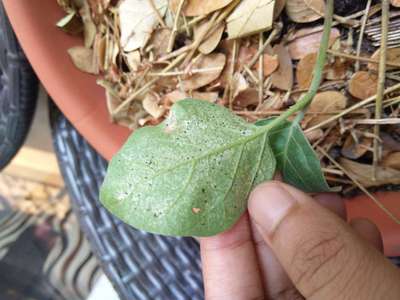 Thrips - Brinjal