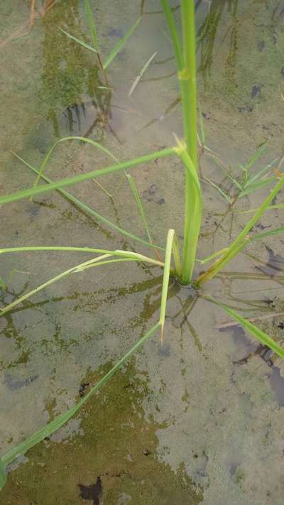 Rice Sheath Blight - Rice