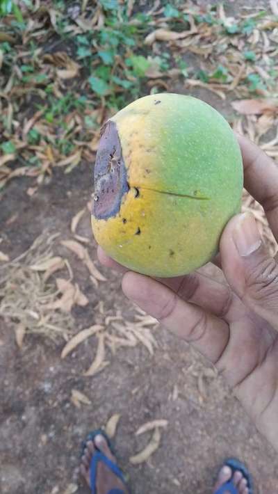 Mango Fruit Fly - Mango